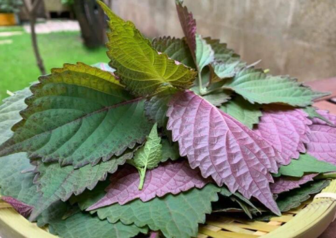 紫蘇葉圖片 紫蘇葉圖片